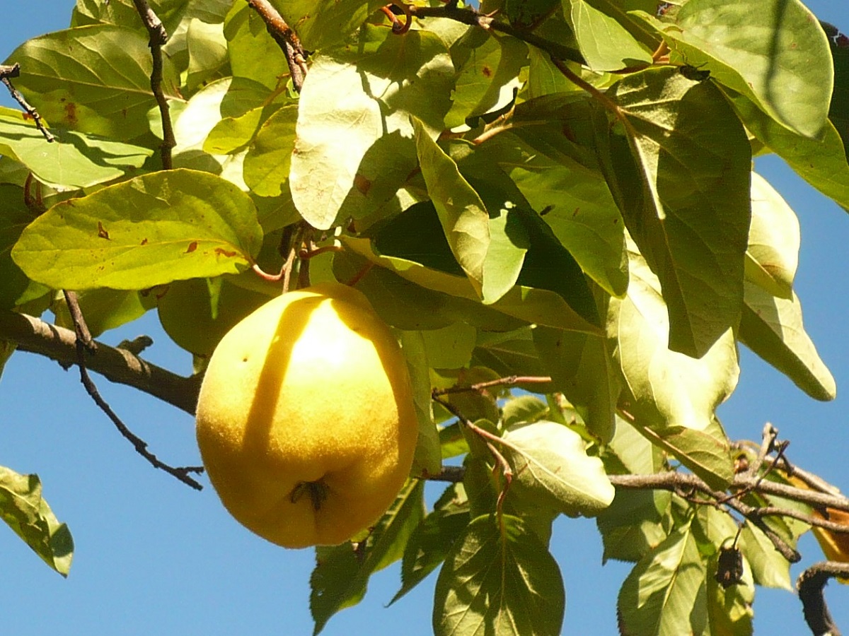 Cydonia oblonga (Rosaceae)